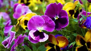 17 reactions | Pansies and violas are two of the best annuals you can add to your containers for color and bloom during the winter. Janet discusses care tips for these plants in today's video. | Merrifield Garden Center | Facebook