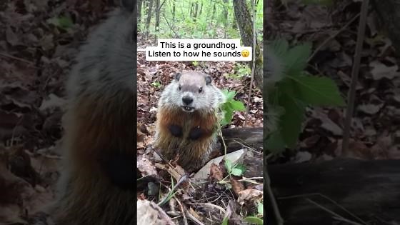 Groundhog pops up for a fun playful moment
