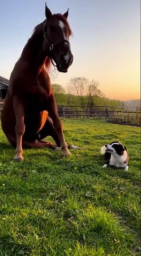 A horse and dog are playing together #horse #viral #youtubeshorts #dog #doglovers #horselife