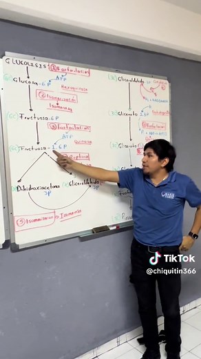 Glucólisis: qué es, pasos y su importancia en la glucosa