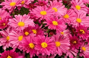 Top 10 Fall Blooming Perennials for Your Garden