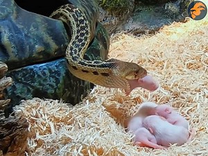 Gopher Snake Eats Six Pinkies | Whiskey Tango & Co.
