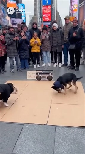 Dogs Face Off In An Epic Breakdancing Contest!!