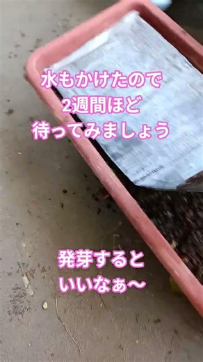 5月17日…ミカンのタネを蒔いたので2週間ほど待ってみましょう。どうだろう？楽しみ