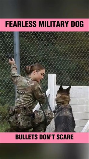 How Military Dogs Train to Handle Gunfire