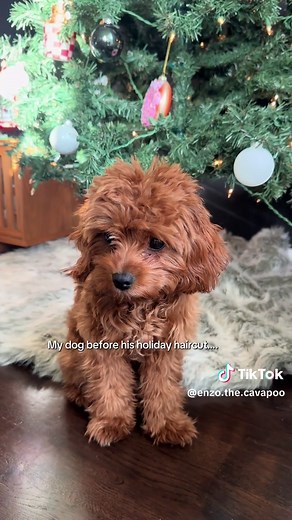 Transforming My Dog's Look with a Holiday Haircut