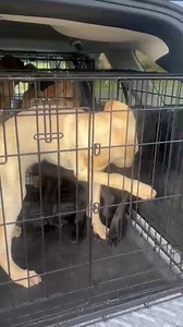 And just like that we have six 4 month old puppies!! Get your adoption applications filled out at www.dfwlabrescue.org And if we have any Approved Fosters who would like to foster 2 of these babies, contact me at Sharyn4621@gmail.com Thanks! | DFW Lab Rescue