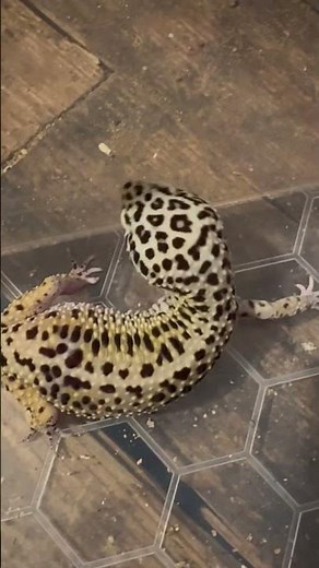 🦎 Is She Getting Ready to Lay? 👀Quick check on my female leopard gecko