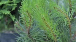 Pine, Needles, Spruce. Free Stock Video