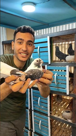 Hybrid laying eggs. How much did you pay for the male?