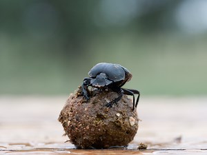 Dung Beetles Navigate Poop-Pile Getaways Using Celestial 'Snapshots'