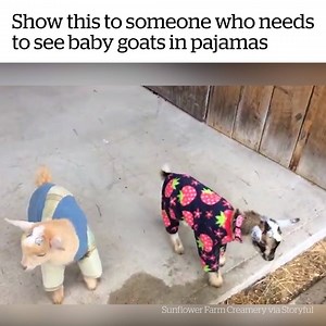 1.2M views · 16K reactions | Cuteness overload!!  | VT | Facebook