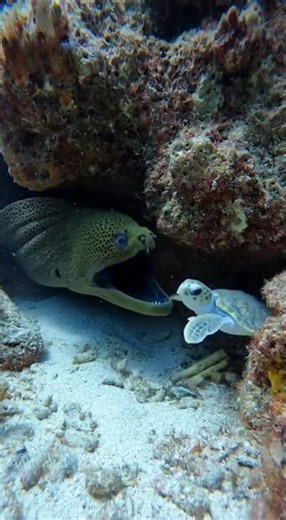 Caught on Camera: Mother Sea Turtle's FURY!