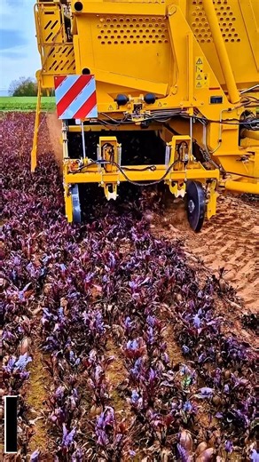 Automatic Red Beet Harvester