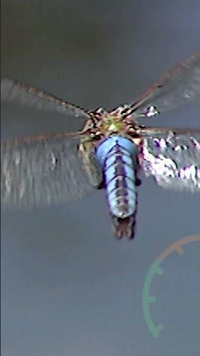 How fast can a dragonfly fly? | @HappyLearningES