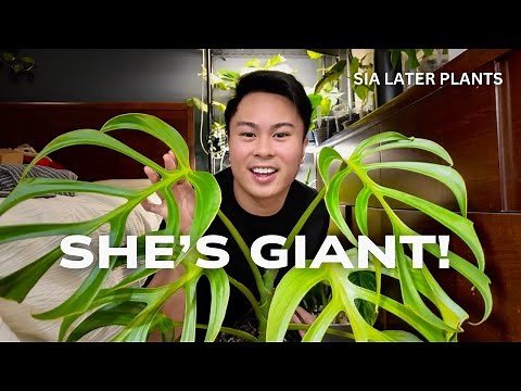My 6 Favorite Green Monstera Varieties | Burle Marx Flame, Sierrana, Compacta and more!