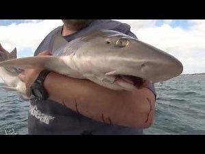 HOW TO CATCH GUMMY SHARK (SMOOTH HOUND) - YouFishTV