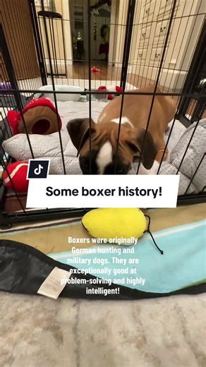 Understanding Boxer Dogs: A Smart Breed's History