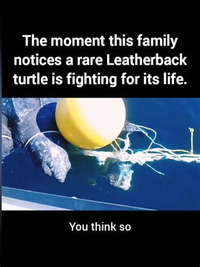 Unpreparable Sea Turtle Rescue Moment