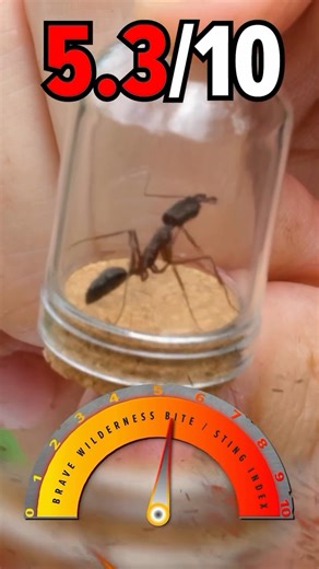 75K views · 762 reactions | Fastest bite on Earth…but that’s not the worst part! #nature #bravewilderness #wildlife | Brave Wilderness | Facebook