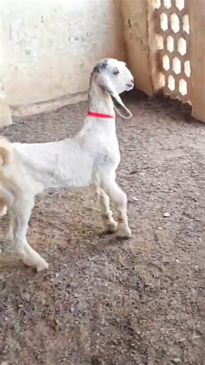 Dancing Goat #goat #viral #ytshort