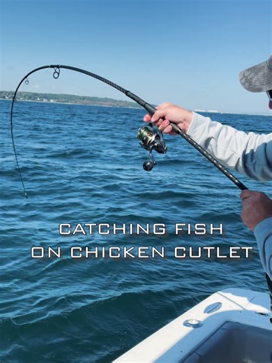 Using Chicken Fingers as Bait for Tautog Fishing