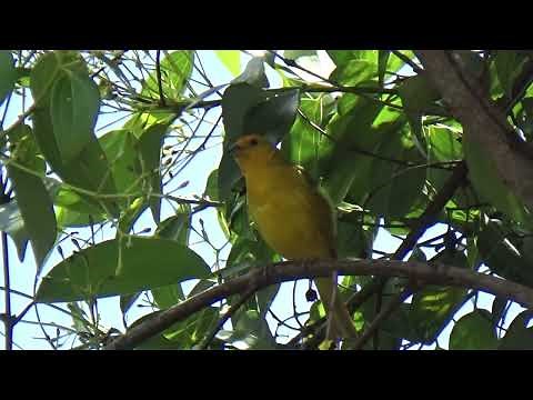 Canário da terra cantando alto com lindo som 88