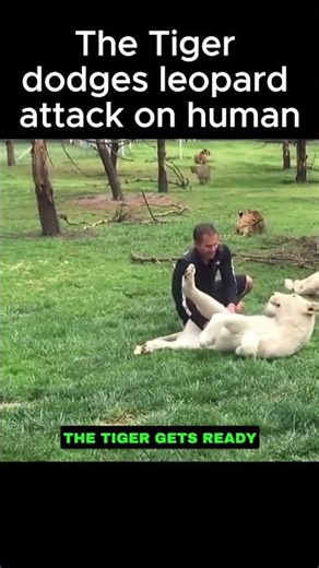 Leopard saving human