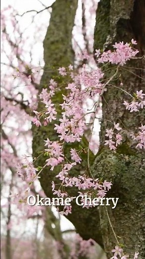Flowering Cherry Trees! - What to Expect