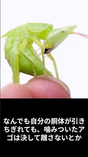 バッタ特集 クビキリギス