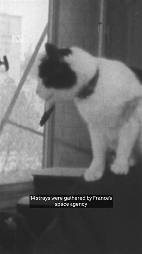 This cat went into space in 1963 | ABC NEWS