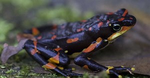 Sixième extinction : le déclin des vertébrés terrestres s'accélère selon une étude