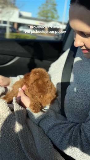 Leo the Cavapoo Puppy on Instagram: "Will never forget this day 😊 #cavapoo #cavapoopuppy #cavapoopuppies #cavapoosofinstagram"