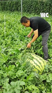 You Won’t Believe the Size of These Watermelons! | Watercooler