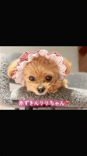 赤ずきんリリちゃん🐶❣️ #チワプー #トイプードル #犬のいる暮らし #癒し動画