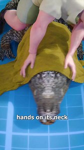 10M views · 130K reactions | How To Wrestle An Alligator  | Zack D. Films | Facebook