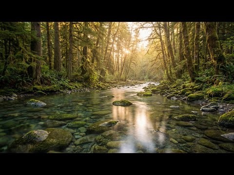 Gentle River Sounds with Piano & Birds – Nature’s Medicine for Deep Calm