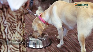 We are glad to tell you that “Build a Bond” - a Himalaya Initiative to Drive Pet Adoption, welcomed over 55 furry friends and 110 pet parents who joined hands to raise awareness on pet adoption. We thank everyone who was a part of this initiative! For those of you who couldn't make it, here is a glimpse of the event, and we urge you to "Adopt Pets and Don't Shop! | Himalaya Companion Care