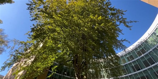Historic copper beech tree at PSU connects Portland to its industrial past