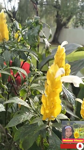 Lollipop Plant. Golden Yellow Shrimp Plant. Pachystachys Lutea at Burnham Park
