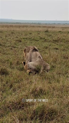 Lion Mating Ritual: A Rare Morning Sighting