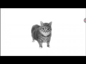 (20 minutes long) Spinning cat [with sounds/volume] challenge