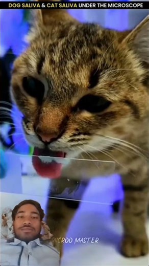 cat microscope 👀🥴 #facts