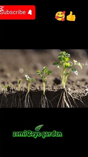 دھنیا natural grow time lapse video #likeandsubscribe #garden #youtubeshorts #gardening #trendingno