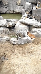 63K views · 1.4K reactions | Love between dog and tiger #facts #mindblowingfact #dog #tiger #factsyoudidntknow | Fact Flow | Facebook