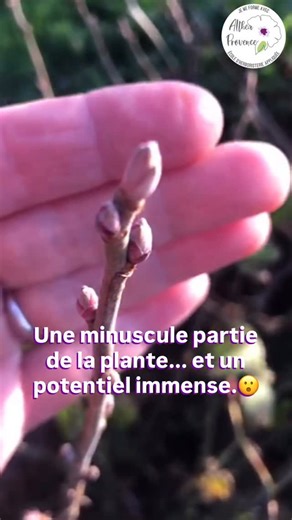 🌸 Les bourgeons n’auront plus de secrets pour vous ! Avec Valérie Catala Du Bourgeon à La Fleur comme enseignante vous allez : explorer une pratique végétale contemporaine, vivante et respectueuse. «Fondations de la gemmothérapie» est une formation approfondie qui mêle savoir et réflexion, pour vous permettre d’explorer cette pratique dans toute sa richesse et de l’appliquer dans un cadre sécurisé. Une invitation à découvrir le potentiel vivant des bourgeons, dans une approche à la fois scienti