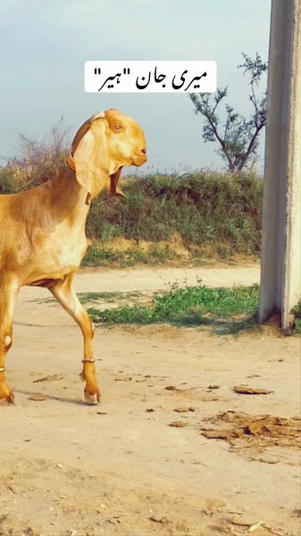 Adorable Light Brown Goat Enjoying Outdoor Adventures