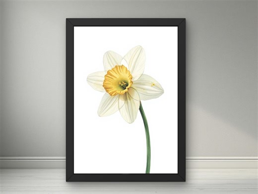 December Birth Flower Narcissus Art Print – Elegant Botanical Birth Month Flower Illustration - Etsy