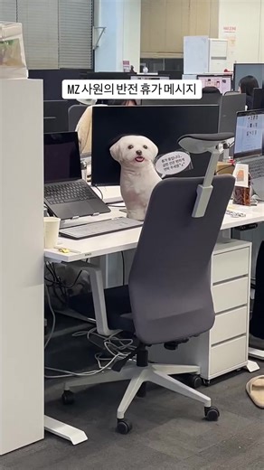 Maltese Dog Adventures: Fun and Cuteness