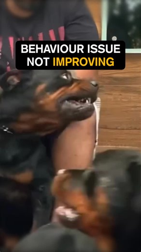 Amit Bhardwaj - Dog Behaviourist on Instagram: "Most dog behaviour issues don’t start with the dog. They start with what state of mind we reward. 🐶 Nervous → we over-comfort 🐶 Overexcited → we hype them more 🐶 Insecure → we reassure at the wrong time What gets nurtured, grows. What gets rewarded, repeats. Affection is powerful. Used at the wrong moment, it locks in fear, anxiety, reactivity, and disrespect. Used correctly, it builds calm, confidence, and balance. 👉 If you’re facing dog behav